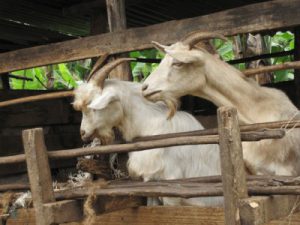 Ein deutscher Landwirtschaftsexperte in Tansania